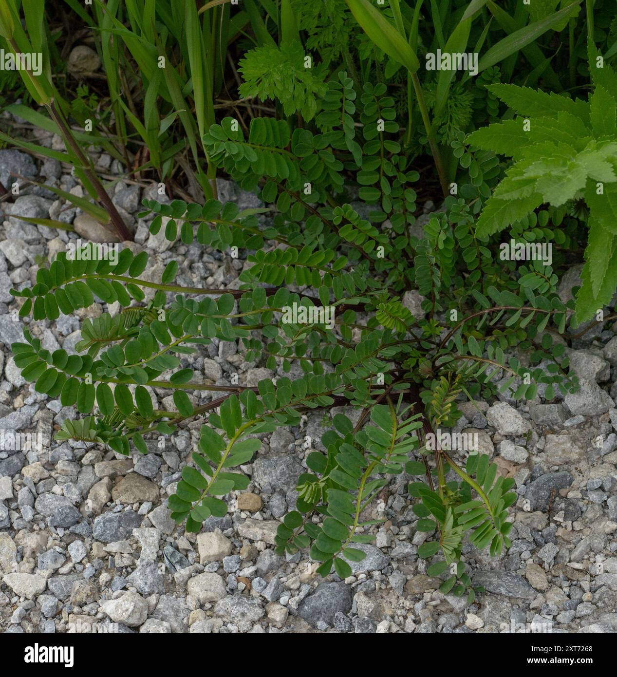 purple crownvetch (Securigera varia) Plantae Stock Photo - Alamy