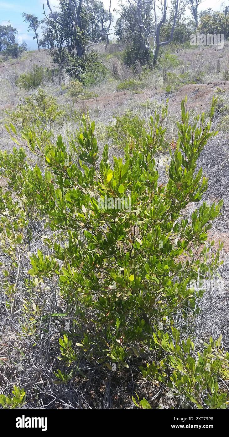 Akeake (Dodonaea viscosa) Plantae Stock Photo - Alamy