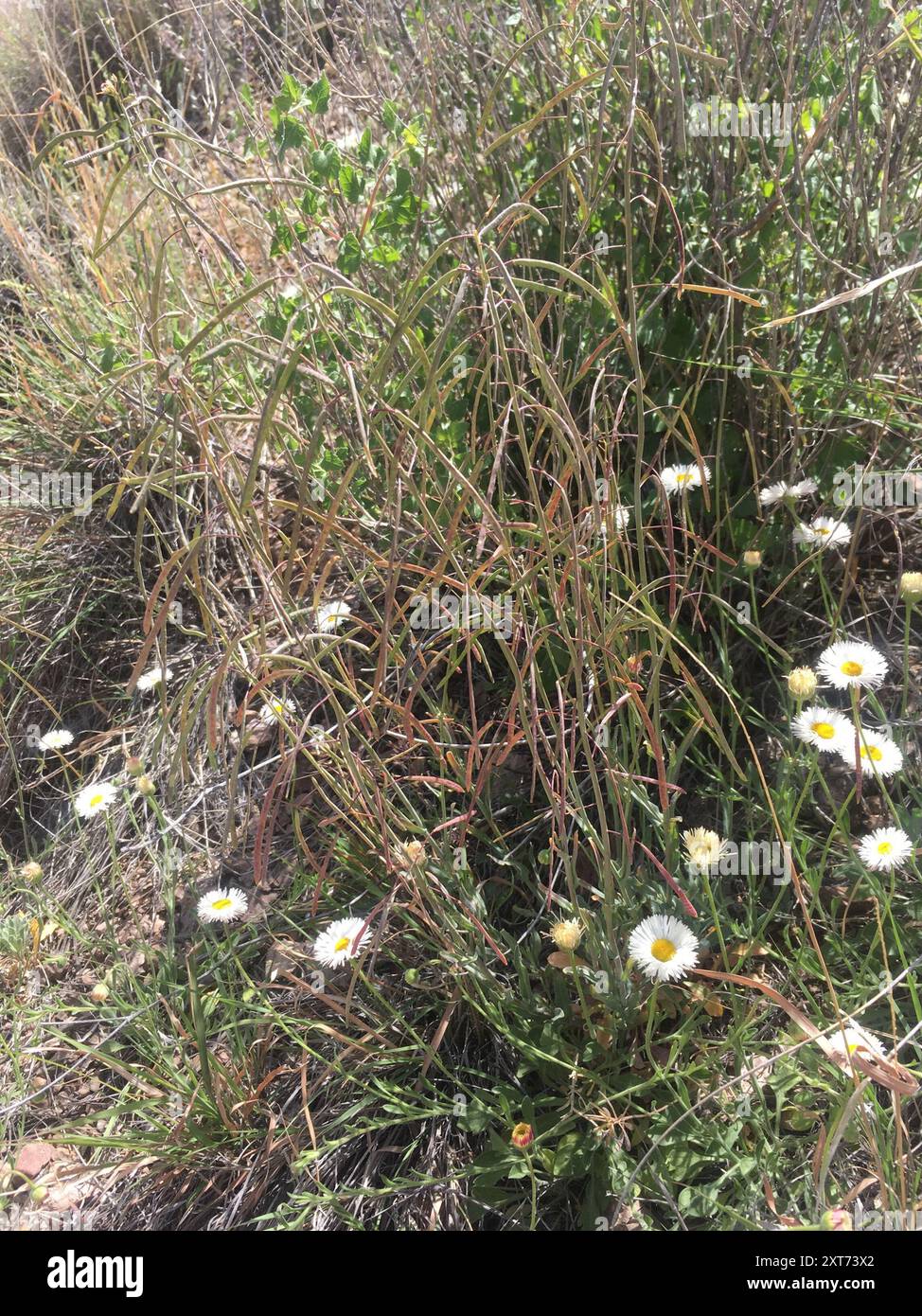 perennial rockcress (Boechera perennans) Plantae Stock Photo Alamy