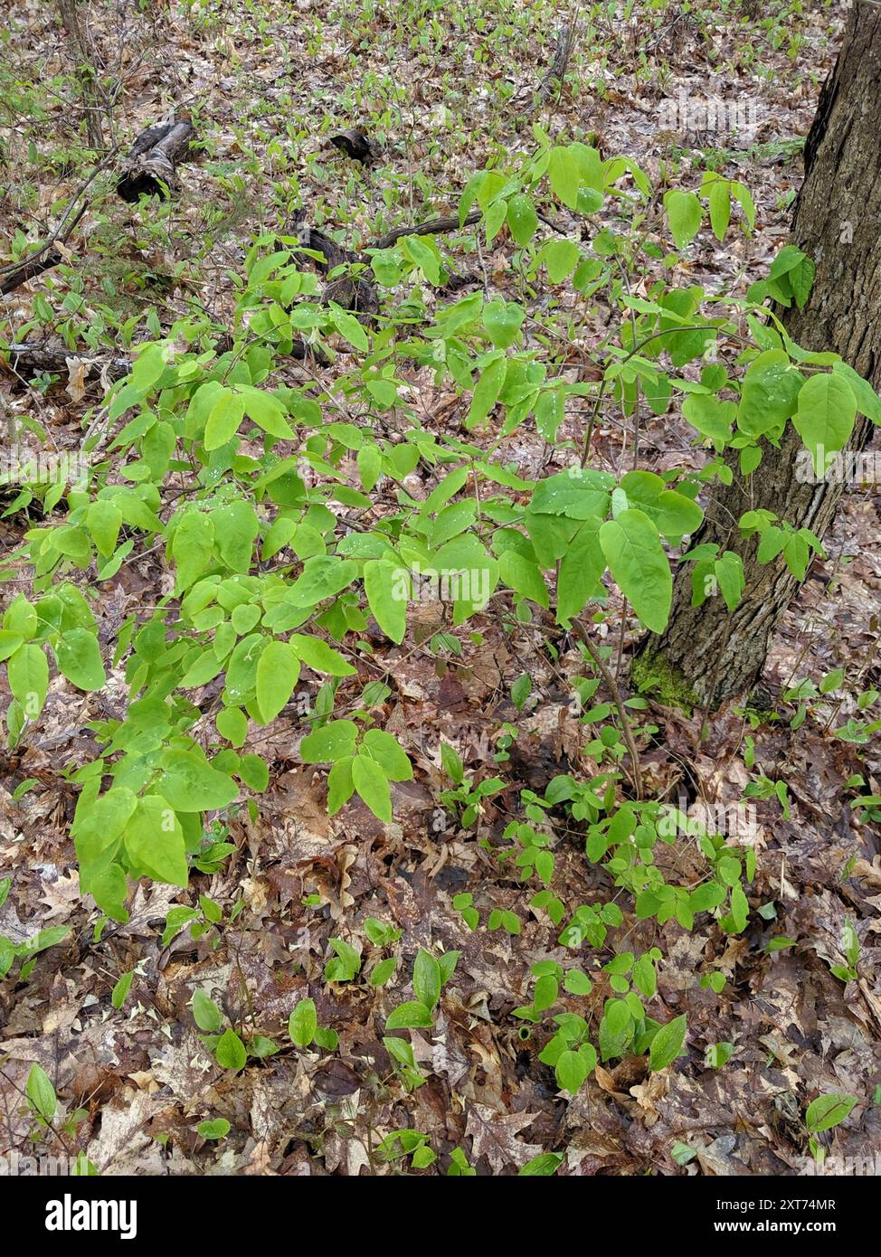 American fly-honeysuckle (Lonicera canadensis) Plantae Stock Photo - Alamy