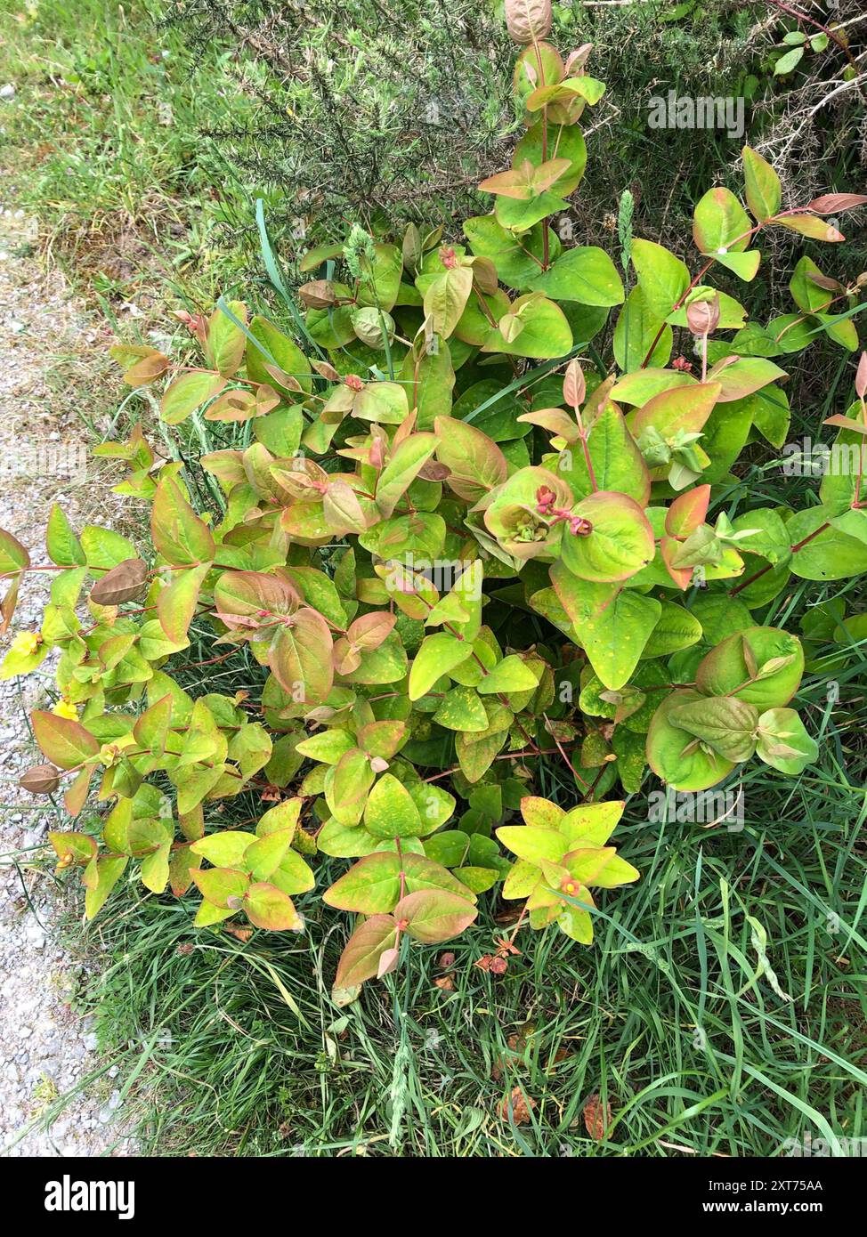 Tutsan (Hypericum androsaemum) Plantae Stock Photo - Alamy