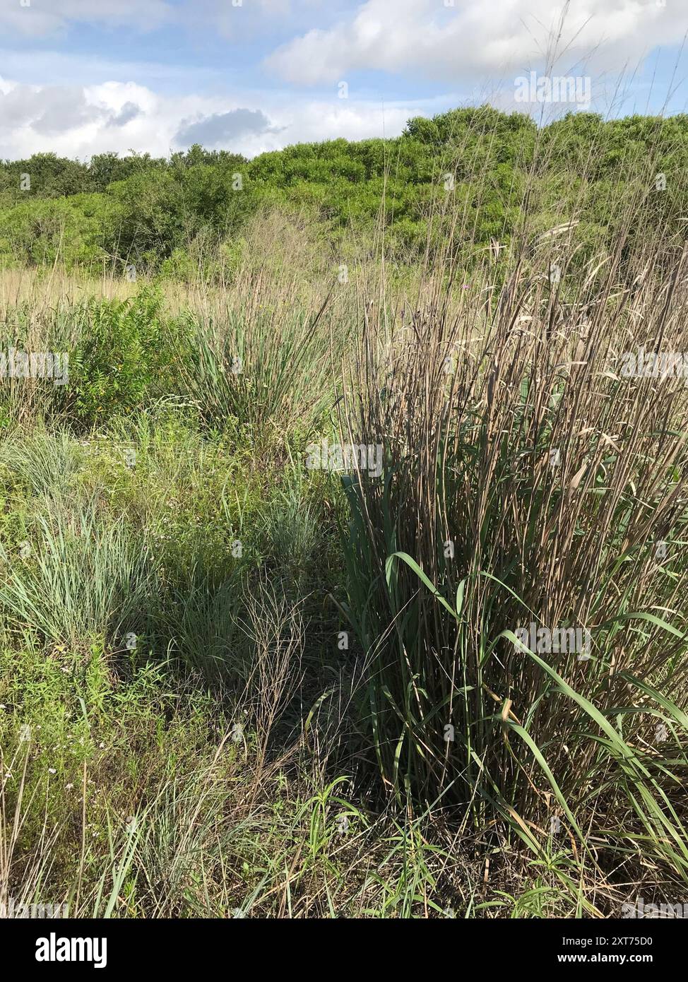 switchgrass (Panicum virgatum) Plantae Stock Photo - Alamy