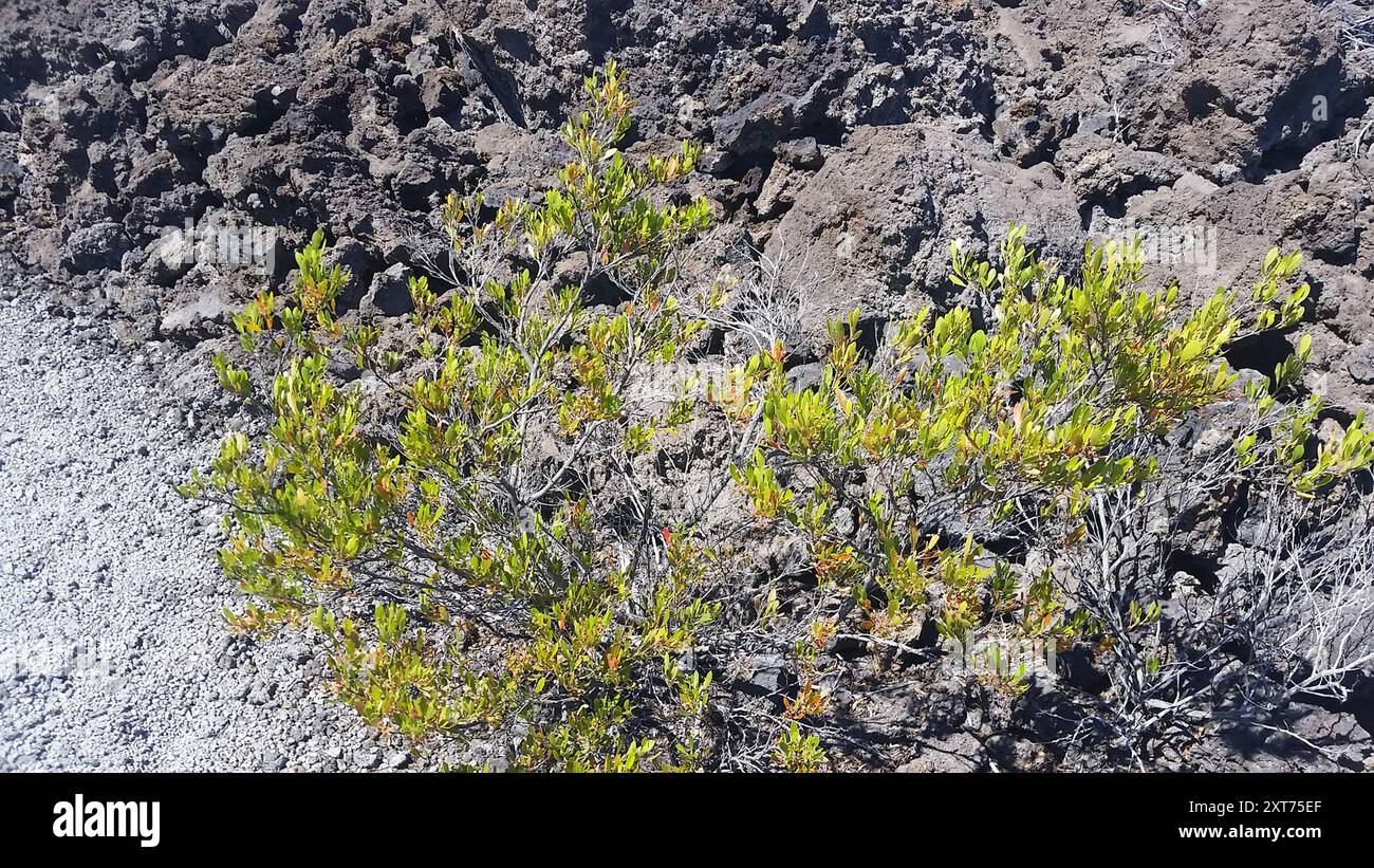 Akeake (Dodonaea viscosa) Plantae Stock Photo - Alamy