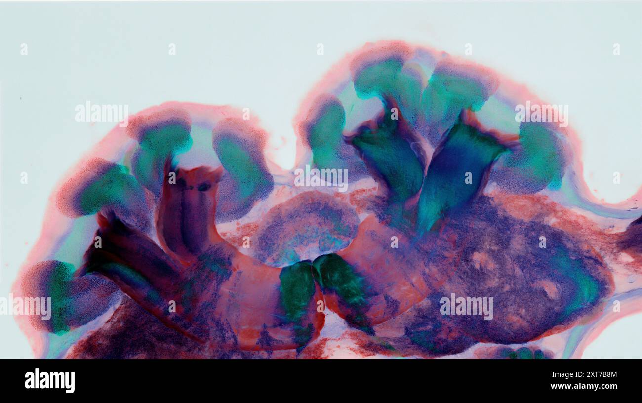 Confocal light micrograph of mushroom bodies in the brain of an ant ...