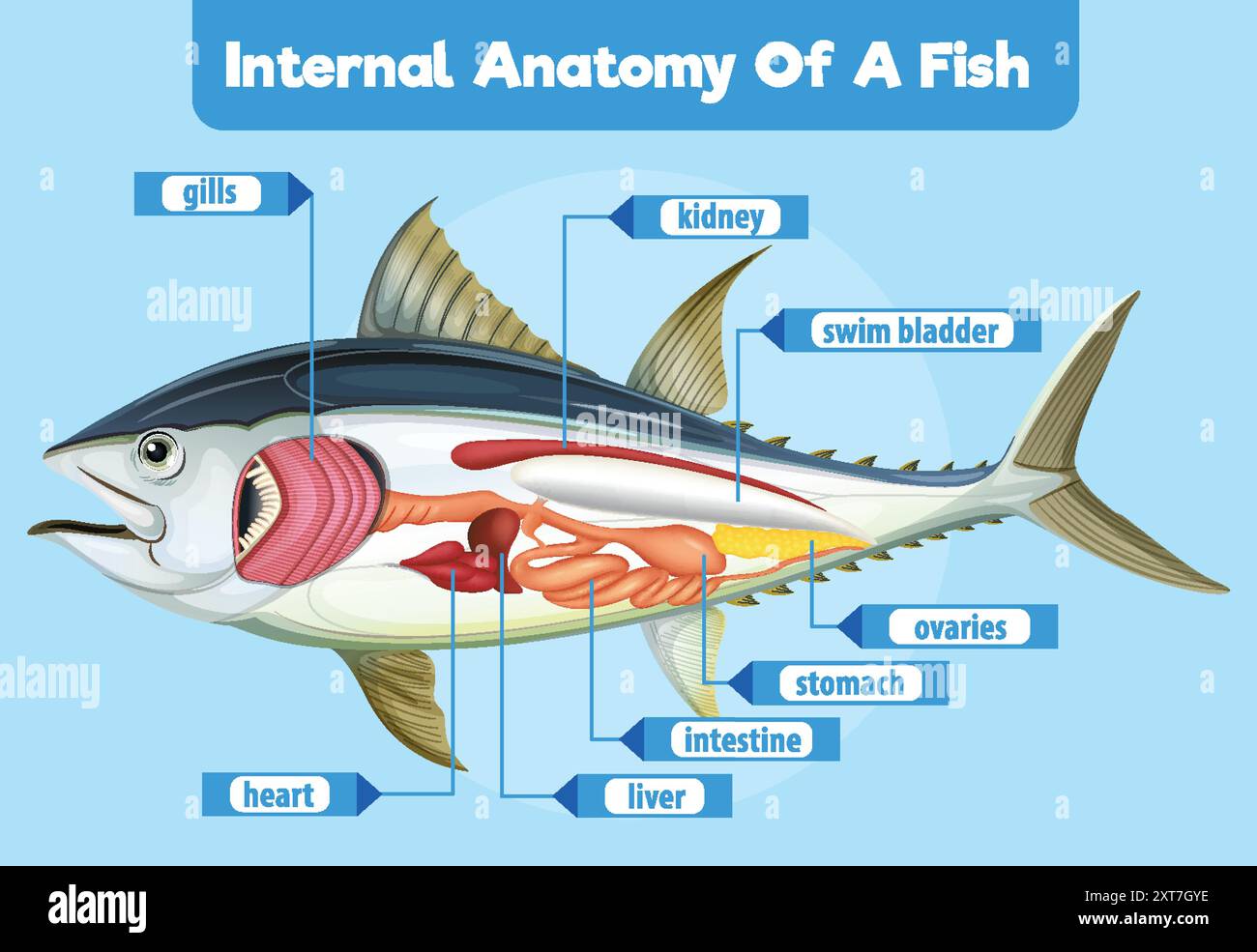 Detailed diagram of fish internal organs Stock Vector Image & Art - Alamy