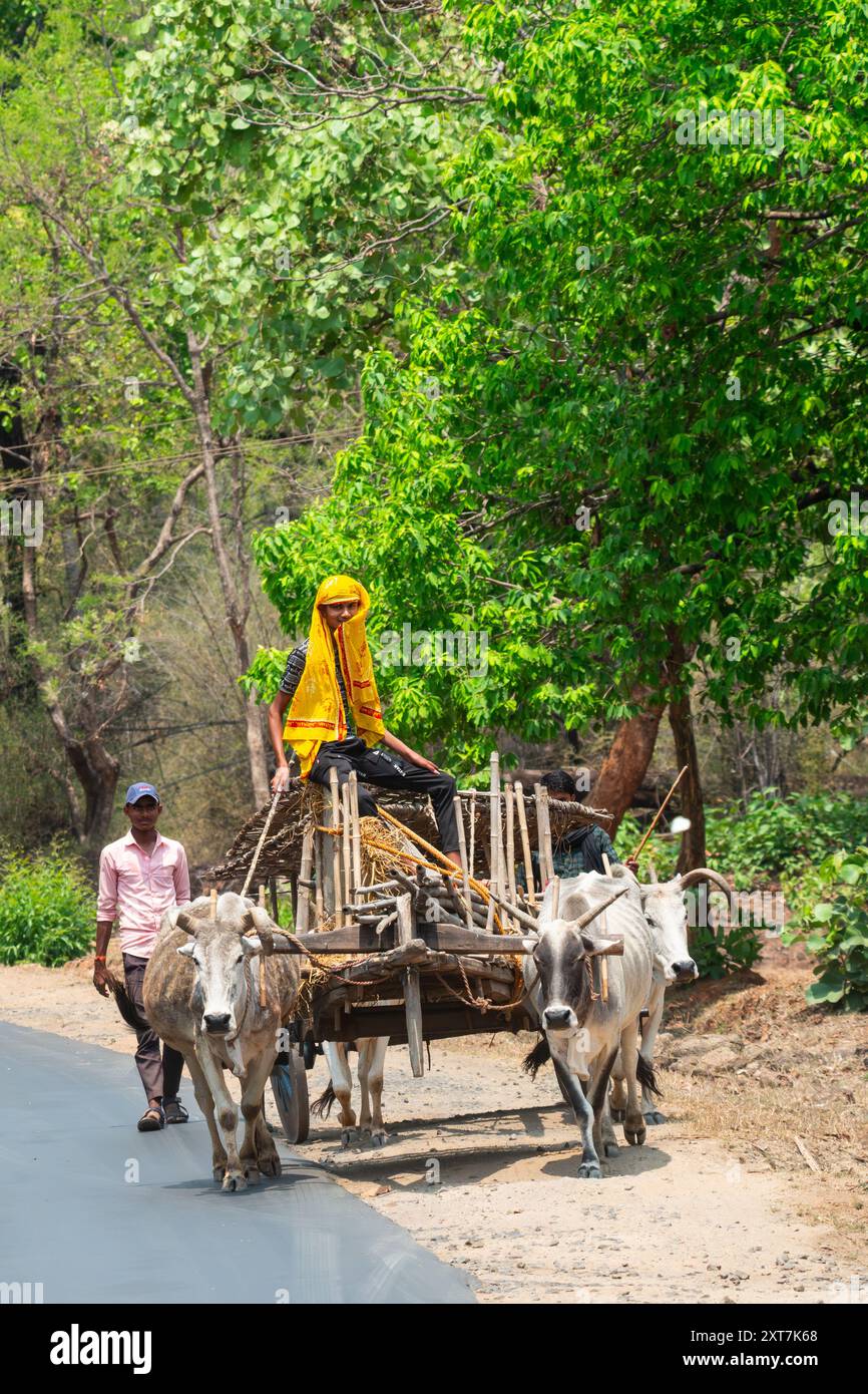 loaded ox cart on the way to market Photographed in Madhya Pradesh, India in May Stock Photo