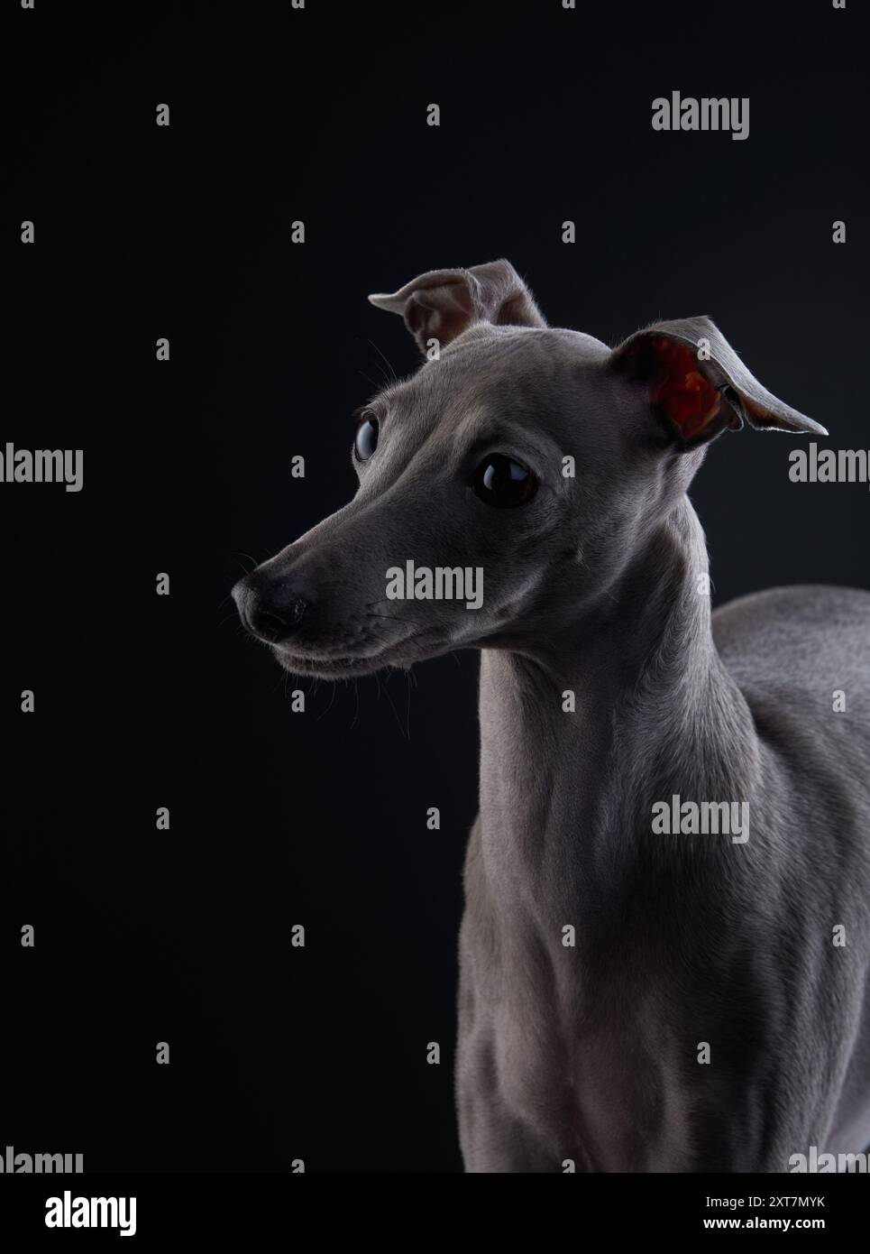 An Italian Greyhound looks attentively off-camera, its ears perked up and eyes wide, against a dark backdrop emphasizing its alert nature. Stock Photo