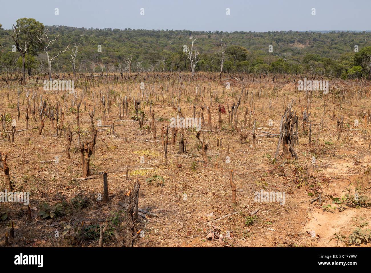 Natural Miombo woodland cleared to make way for crops and agriculture ...