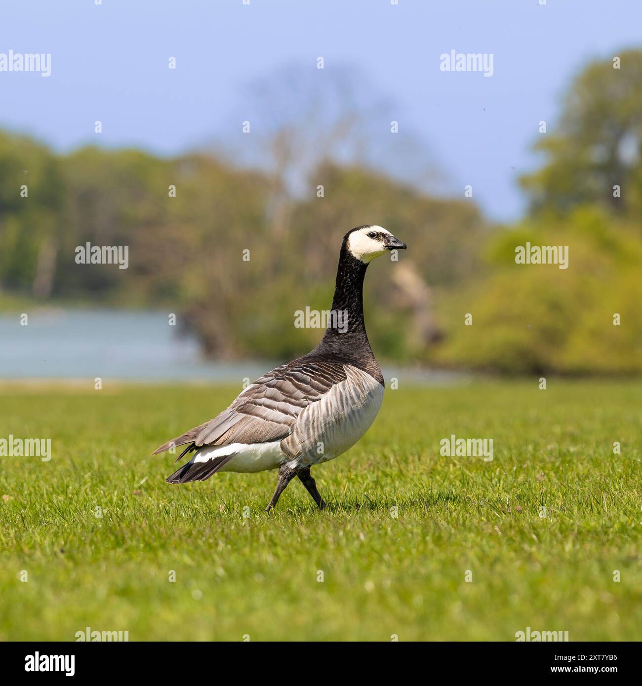 Goose barnacle legs hi-res stock photography and images - Alamy