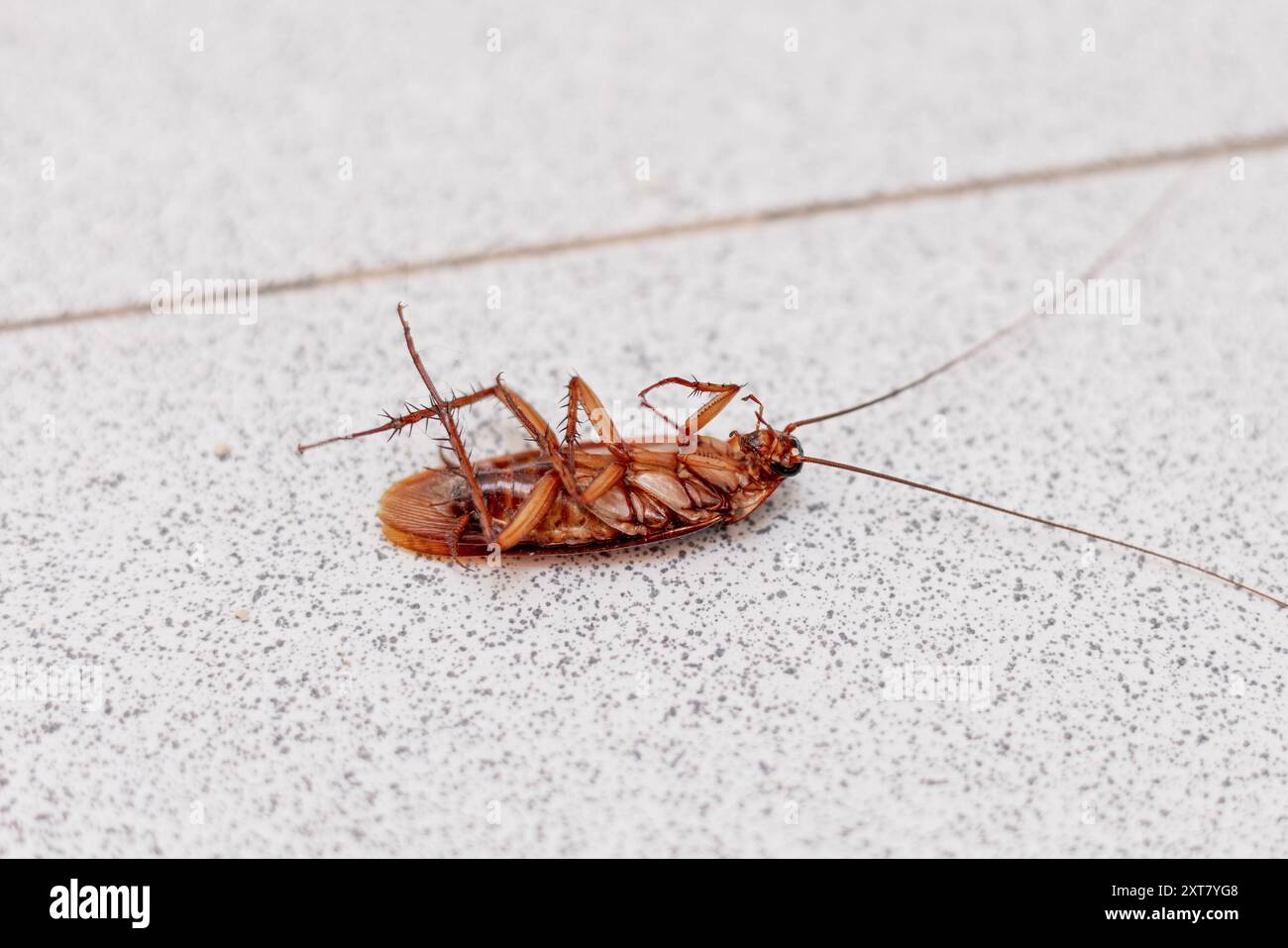 A close-up image of a dead cockroach lying on its back, showcasing its ...
