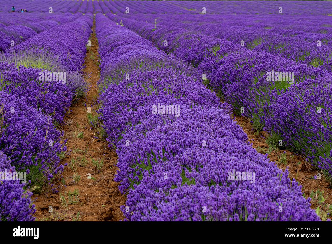 Lavender rows in the uk hi-res stock photography and images - Alamy