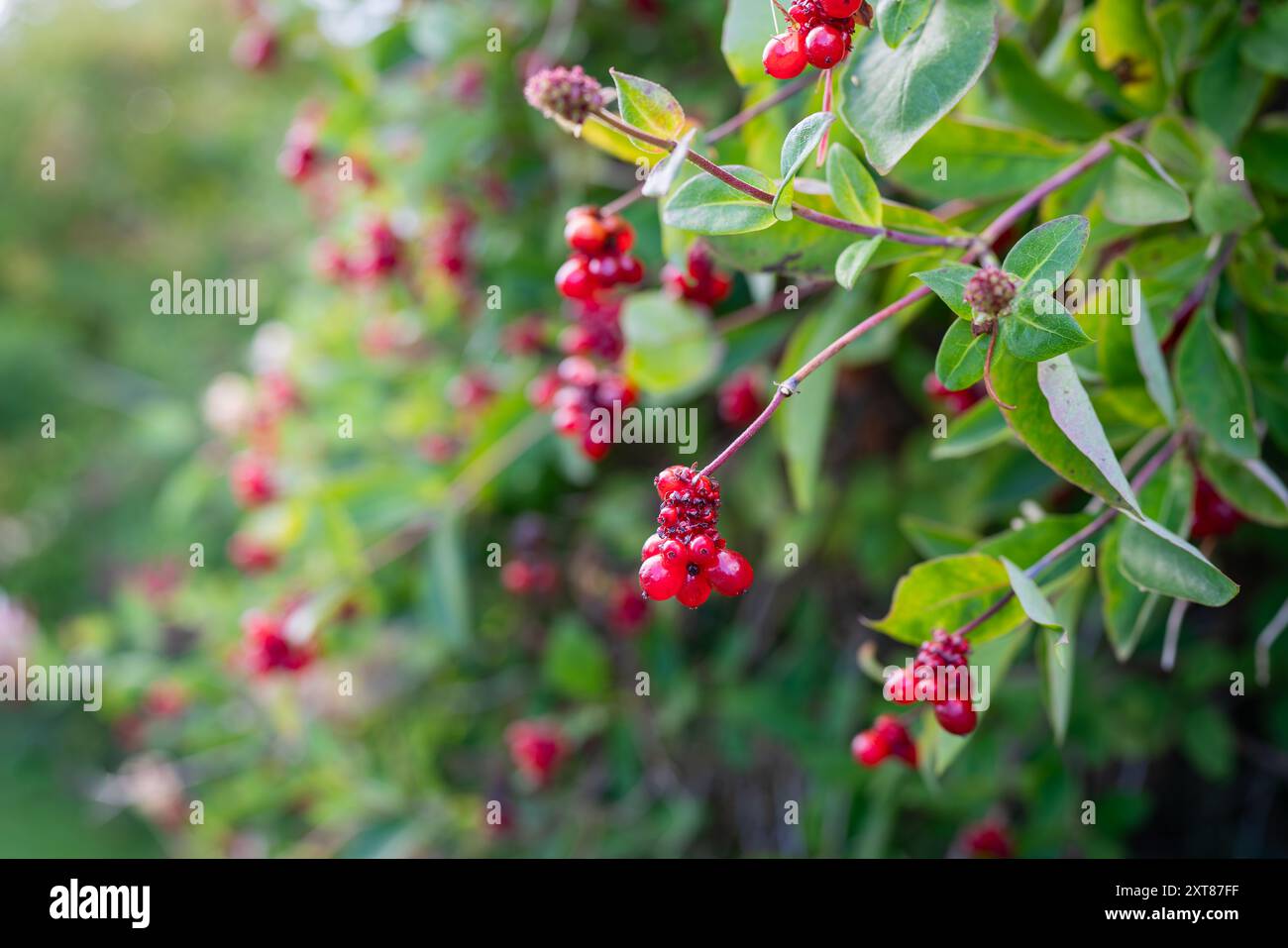 Honeysuckle Berries (Lonicera Periclymenum). Red clusters of berries Lonicera periclymenum (honeysuckle, woodbine) in autumn. Stock Photo