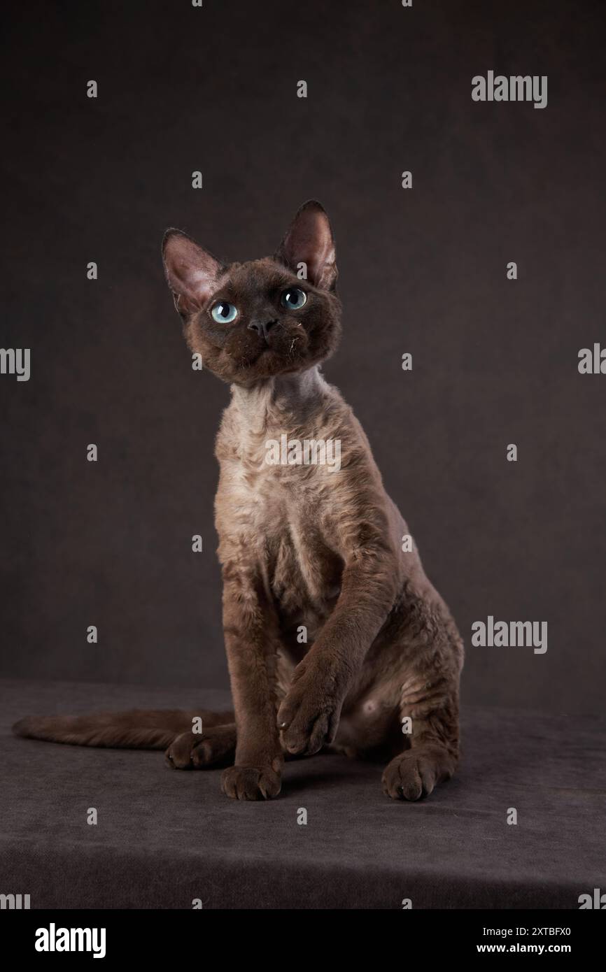 A Devon Rex cat sits gracefully against a neutral background, its large eyes and distinctive ears giving a curious and alert expression. Stock Photo