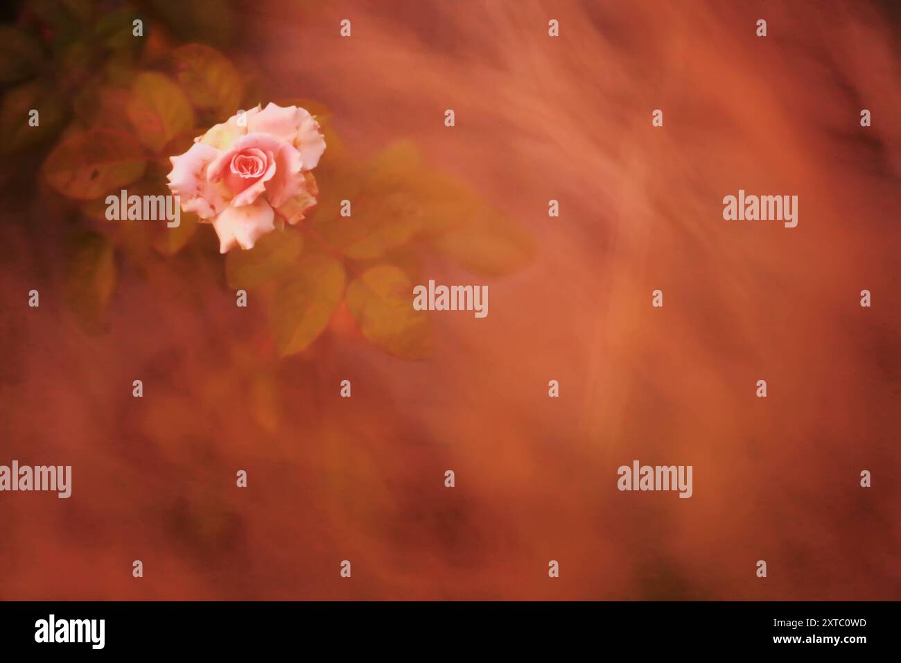 Romance pink hi-res stock photography and images - Alamy