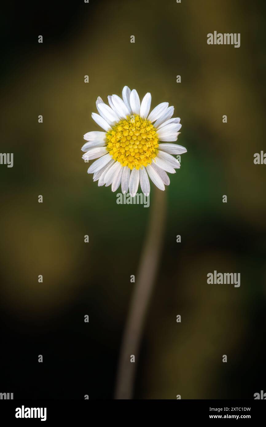 White daisy green center hi-res stock photography and images - Alamy