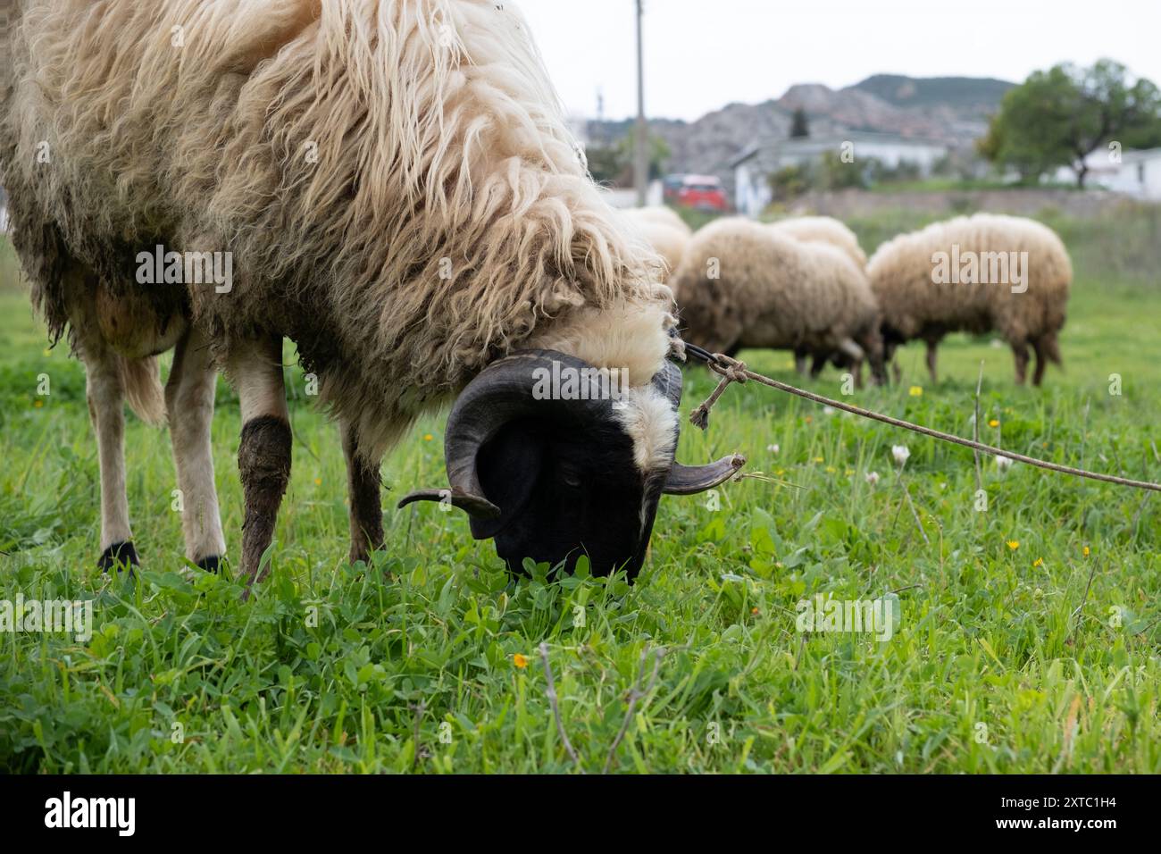 sheep grazing in the green field Stock Photo - Alamy