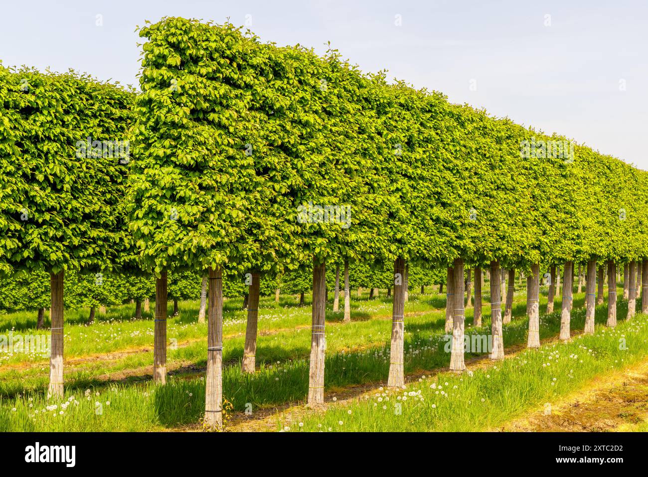 Dutch tree nursery with growing fresh green trees in Gelderland, The Netherlands Stock Photo