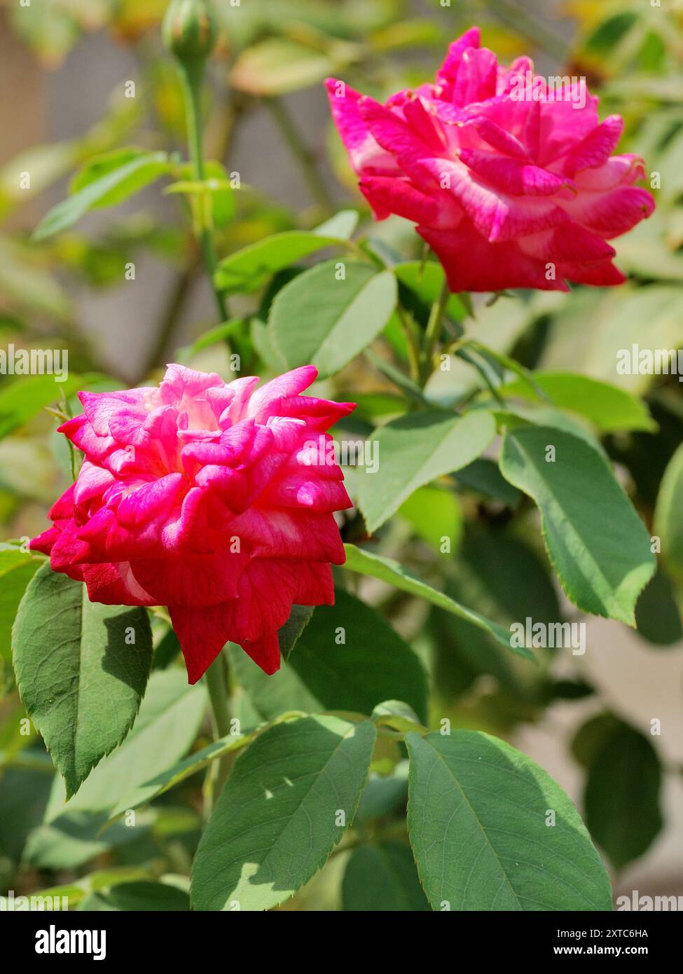 Flora and fauna of india hi-res stock photography and images - Alamy
