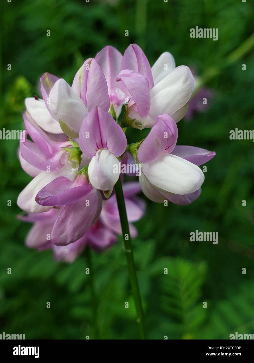 purple crownvetch (Securigera varia) Plantae Stock Photo - Alamy