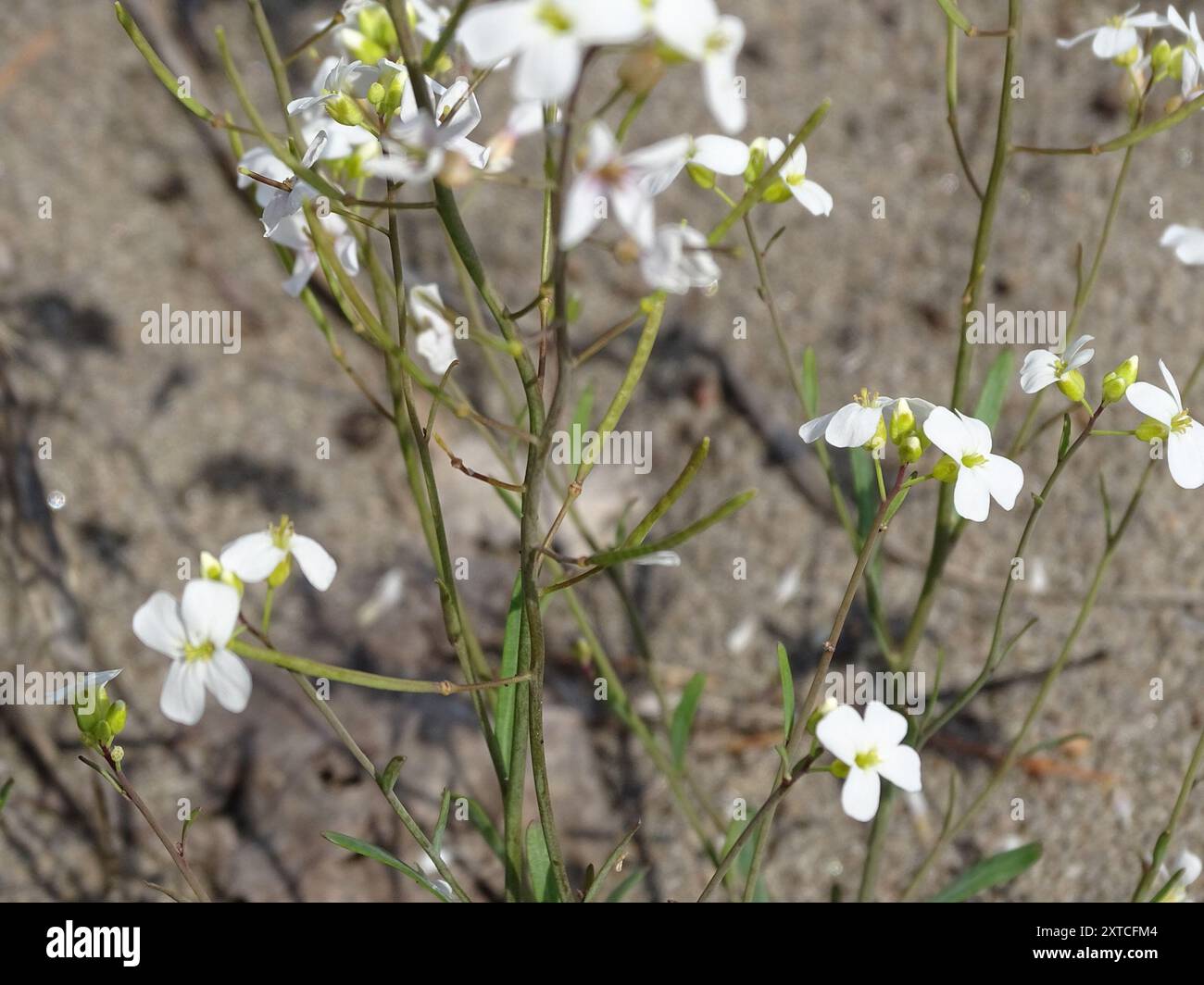 Lyreleaf Rockcress (Arabidopsis lyrata) Plantae Stock Photo - Alamy