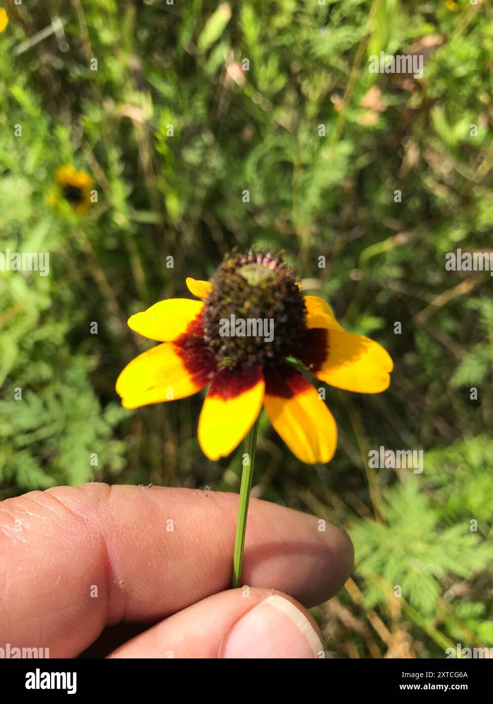 clasping coneflower (Rudbeckia amplexicaulis) Plantae Stock Photo - Alamy