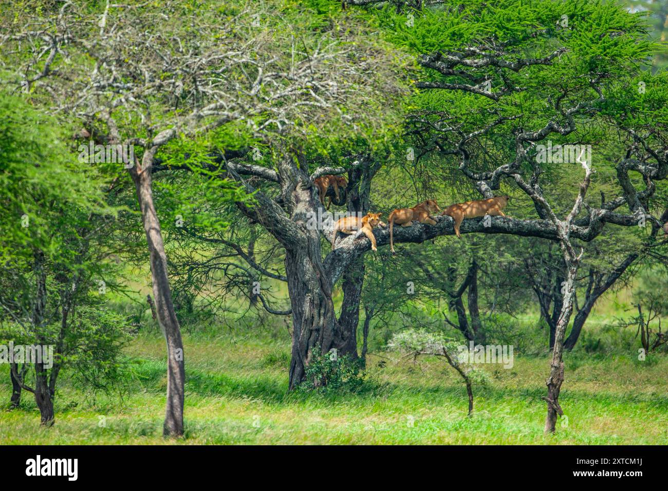Lioness prowling in the savanna searching for prey Stock Photo