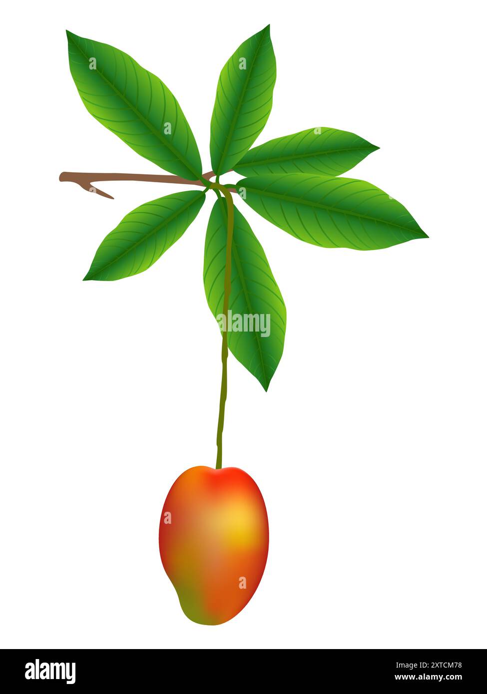 Mango on a branch isolated on white background. Stock Vector