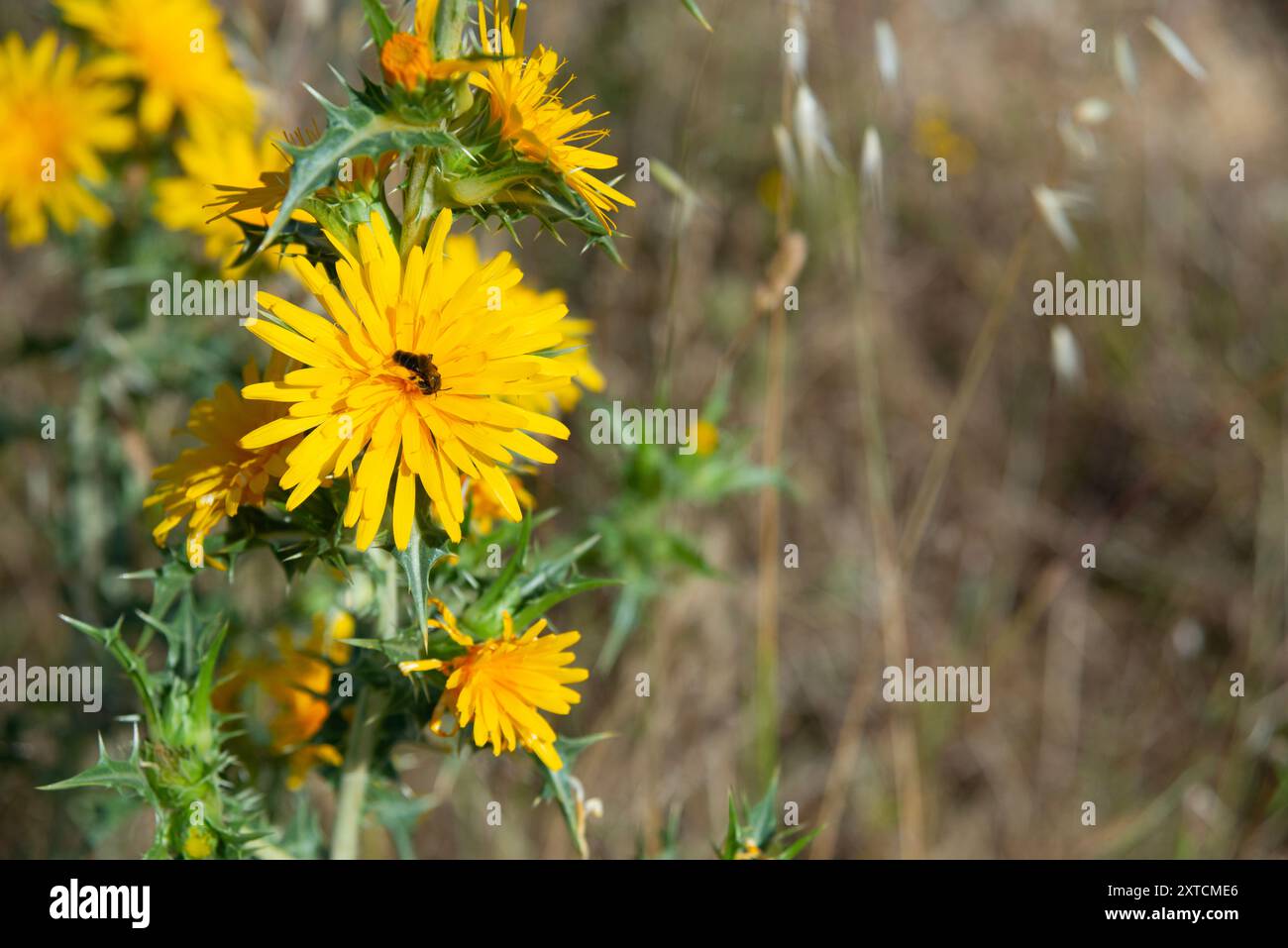 Yellow thistle flowers. Stock Photo