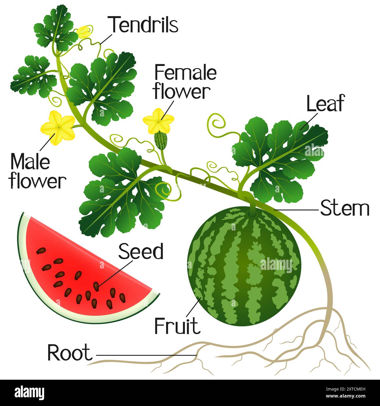 Watermelon Roots Depth Part of red watermelon on a white background Stock Vector Image & Art ...