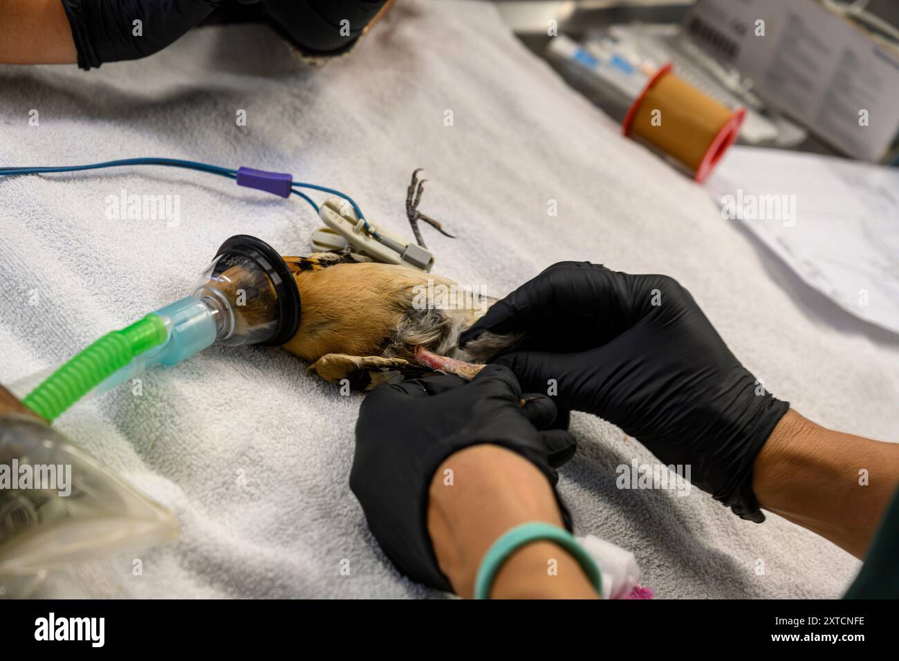 Operating Birds Veterinary surgeon is operating and setting a broken femur in the leg ...