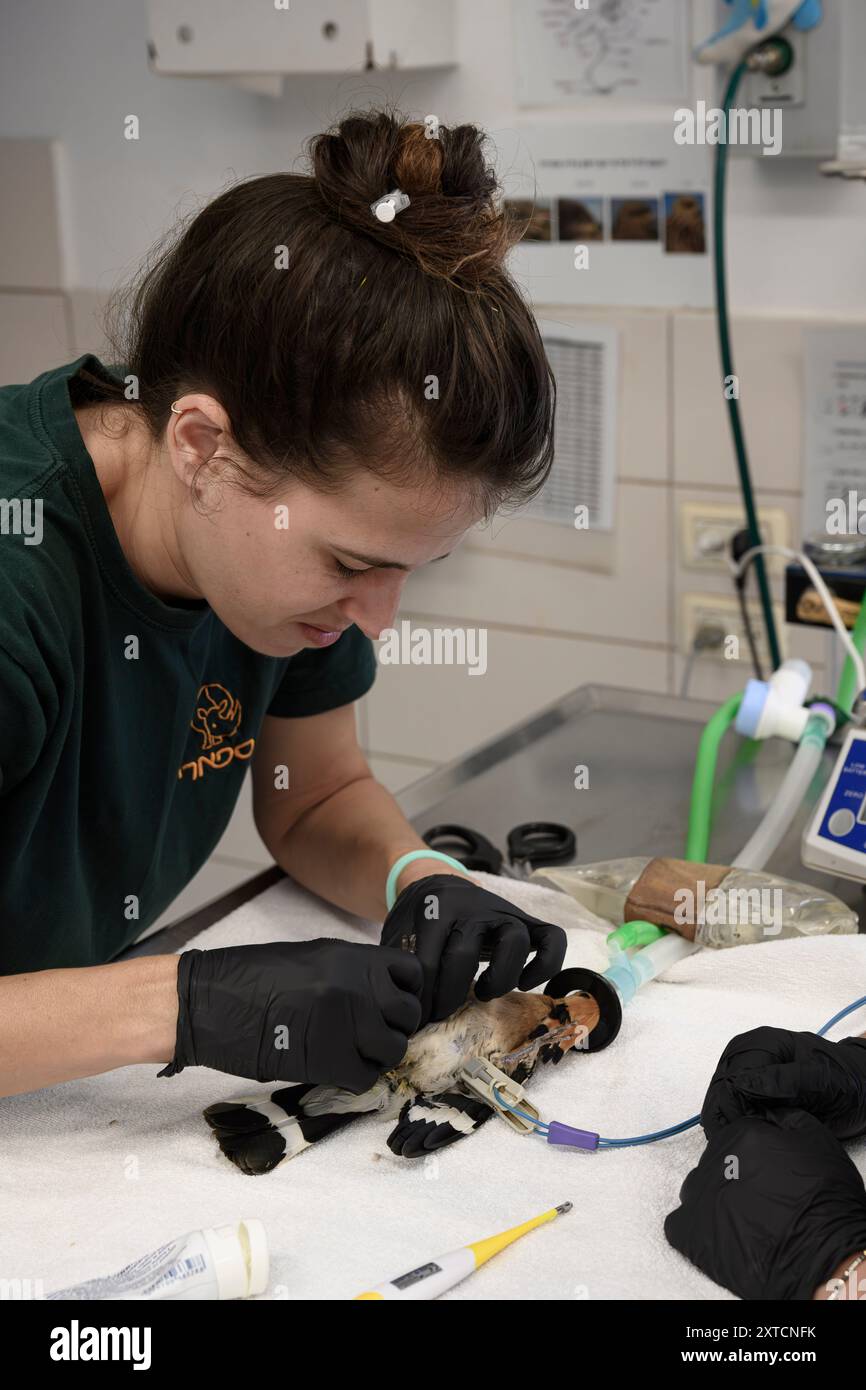 Operating Birds Veterinary surgeon is operating and setting a broken femur in the leg ...