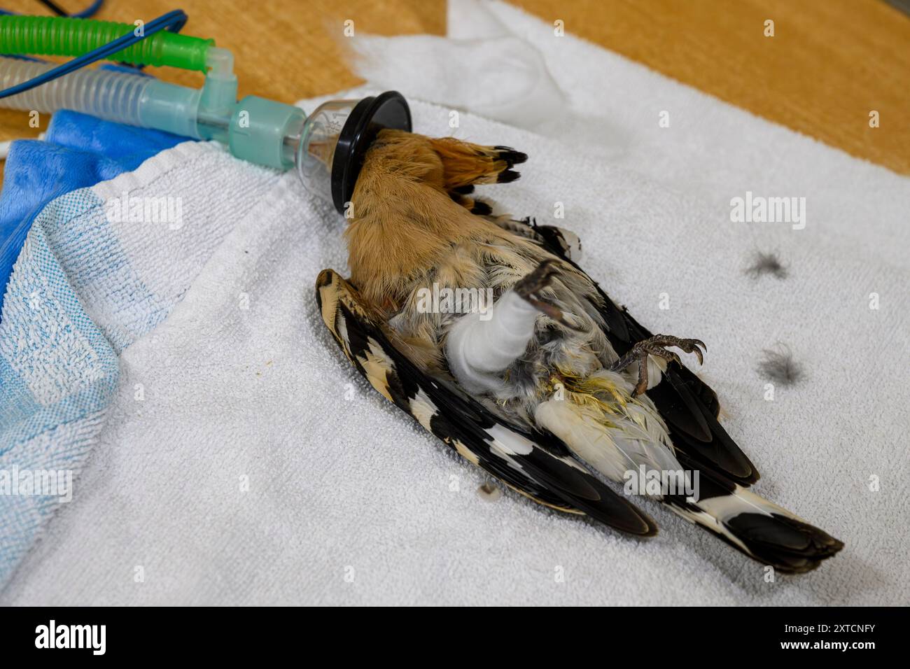 Operating Birds Veterinary surgeon is operating and setting a broken femur in the leg ...