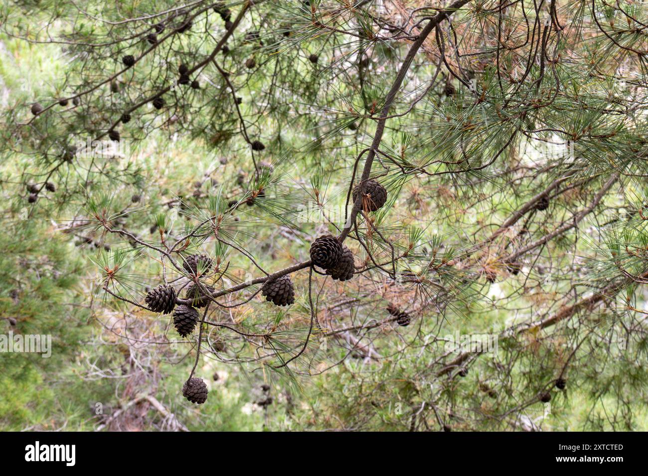 Pinecones on a tree branch Stock Photo