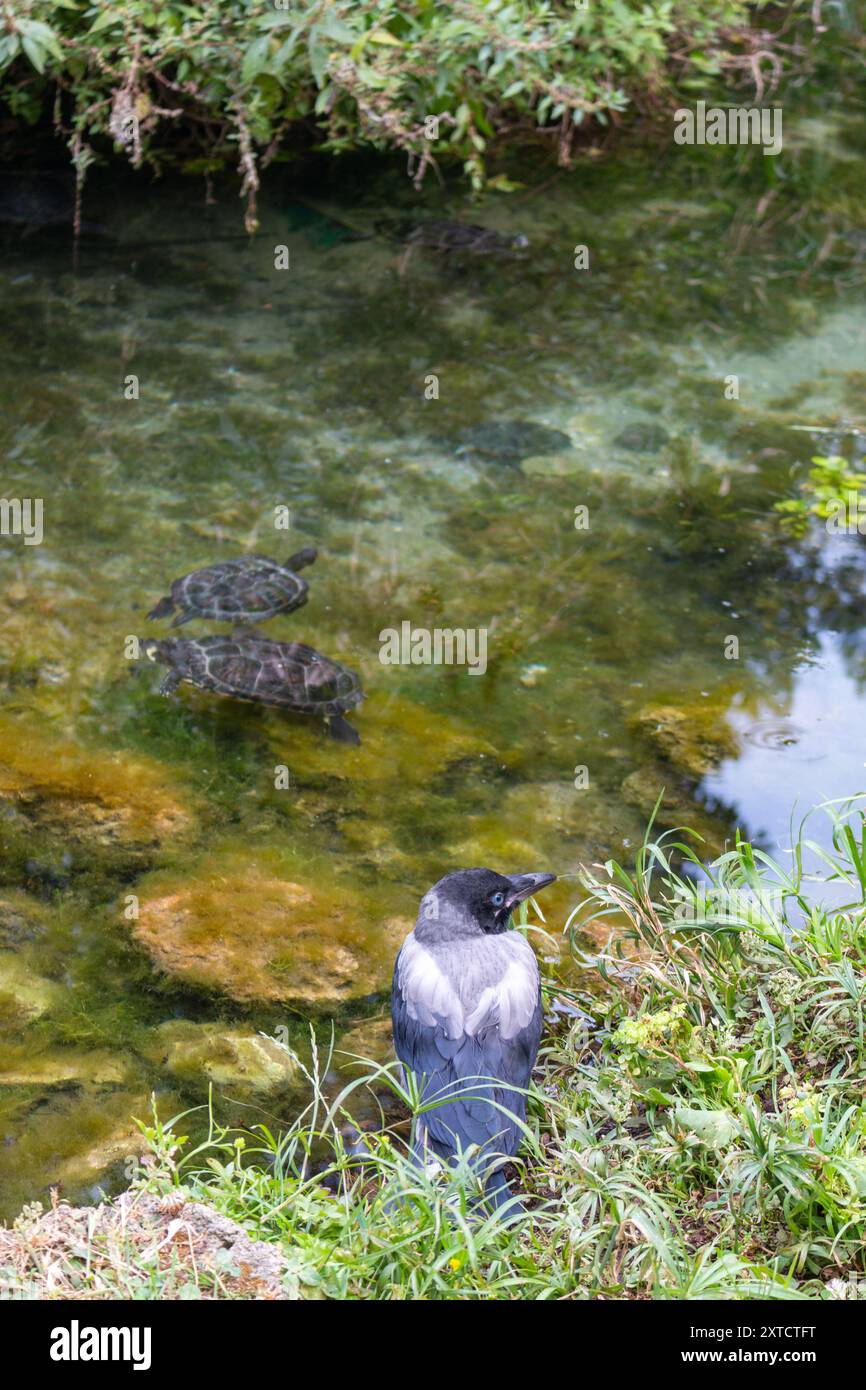 Crow edge hi-res stock photography and images - Alamy