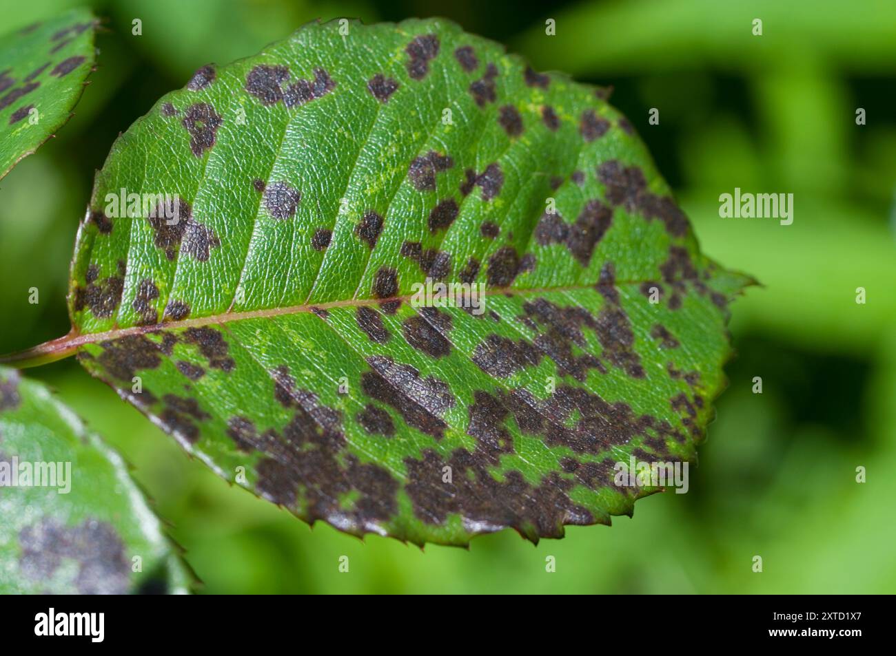 Rose Black Spot Fungus Stock Photo