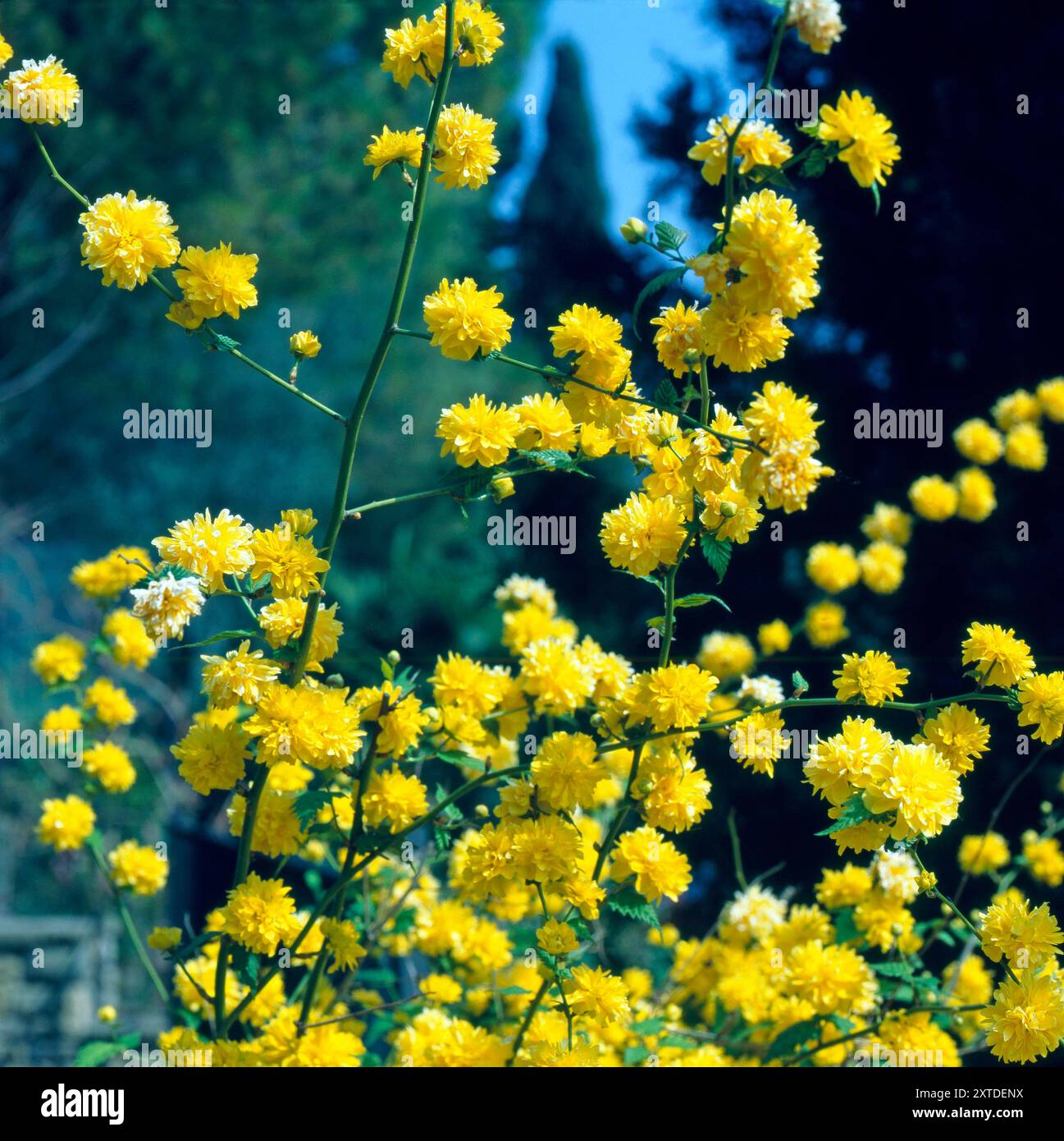 Golden Ranunculus Das Japanische Goldroeschen, auch Kerrie oder Ranunkelstrauch genannt ...