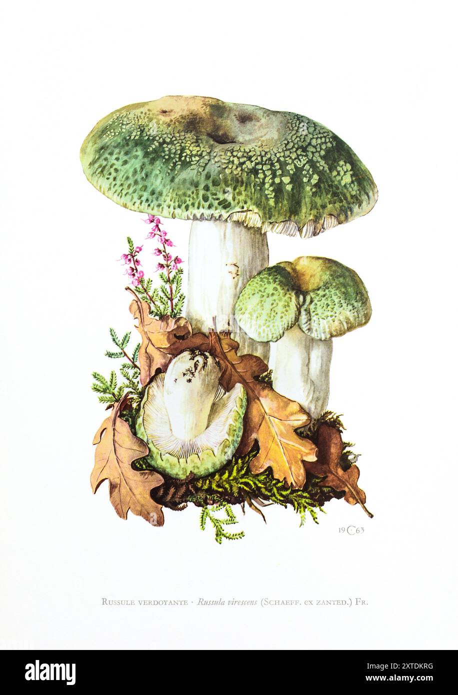 Illustration by Claus Caspari from the 'Collection de Documents d'Histoire Naturelle' of Russula virescens mushroom. Stock Photo