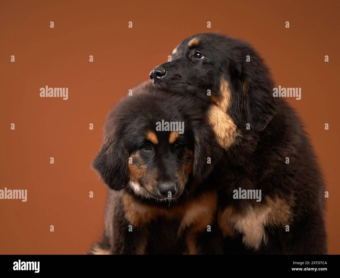 A tender scene captures two Tibetan Mastiffs puppies, showcasing their deep bond. Their coordinated postures and mutual gaze Stock Photo