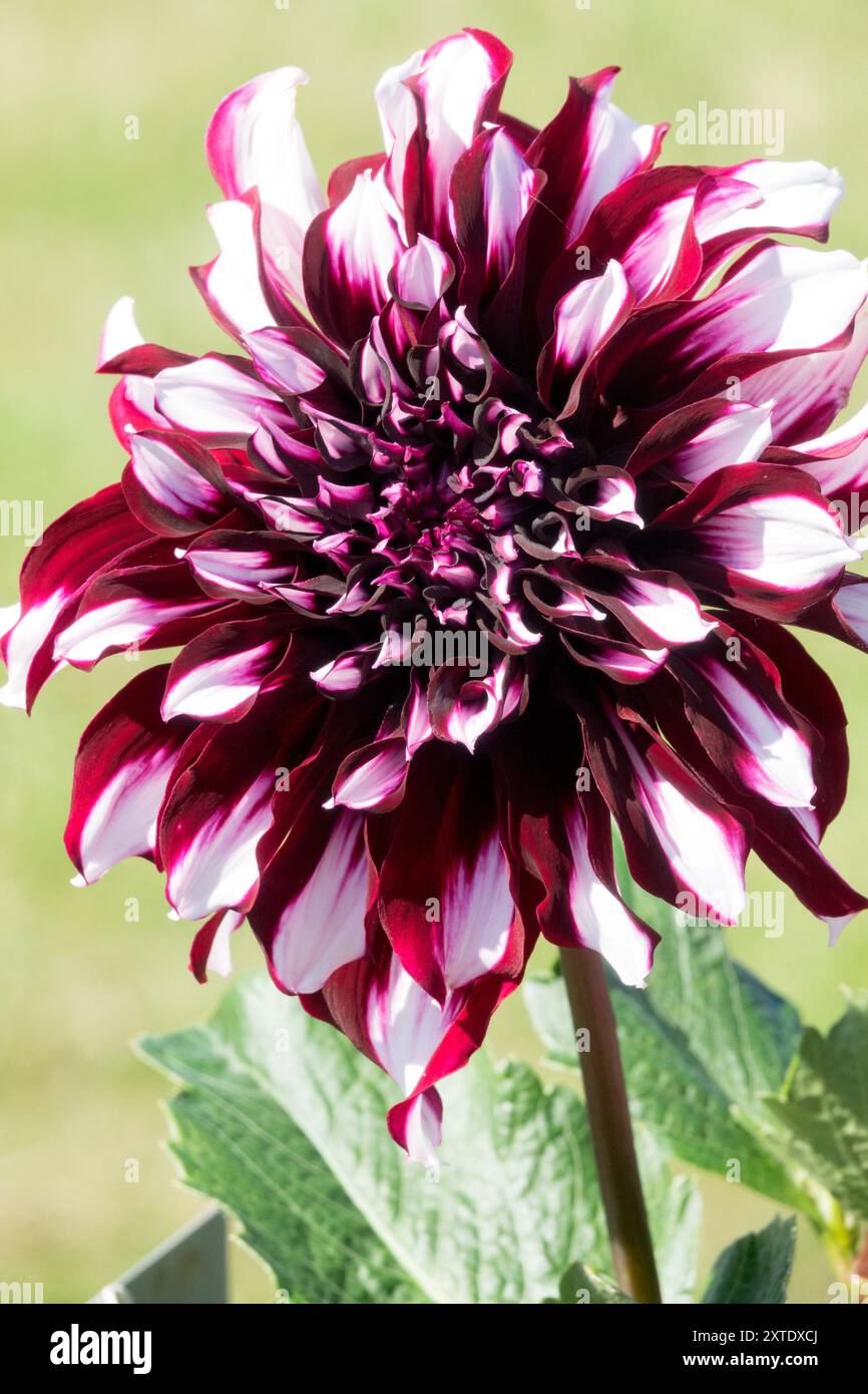 Interesting Info About Dark Red Whitefeed