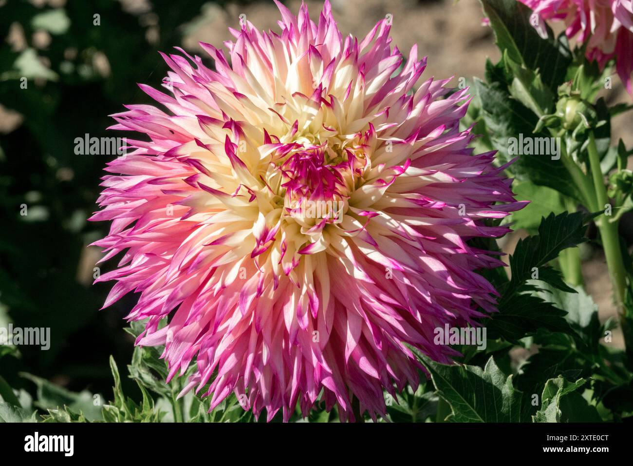 Blend of light colors hi-res stock photography and images - Alamy