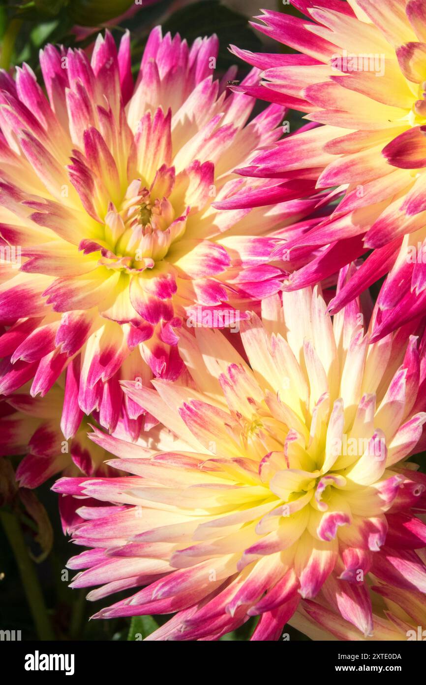 Dahlia "Electric Flash" Cactus Dahlia Stock Photo - Alamy
