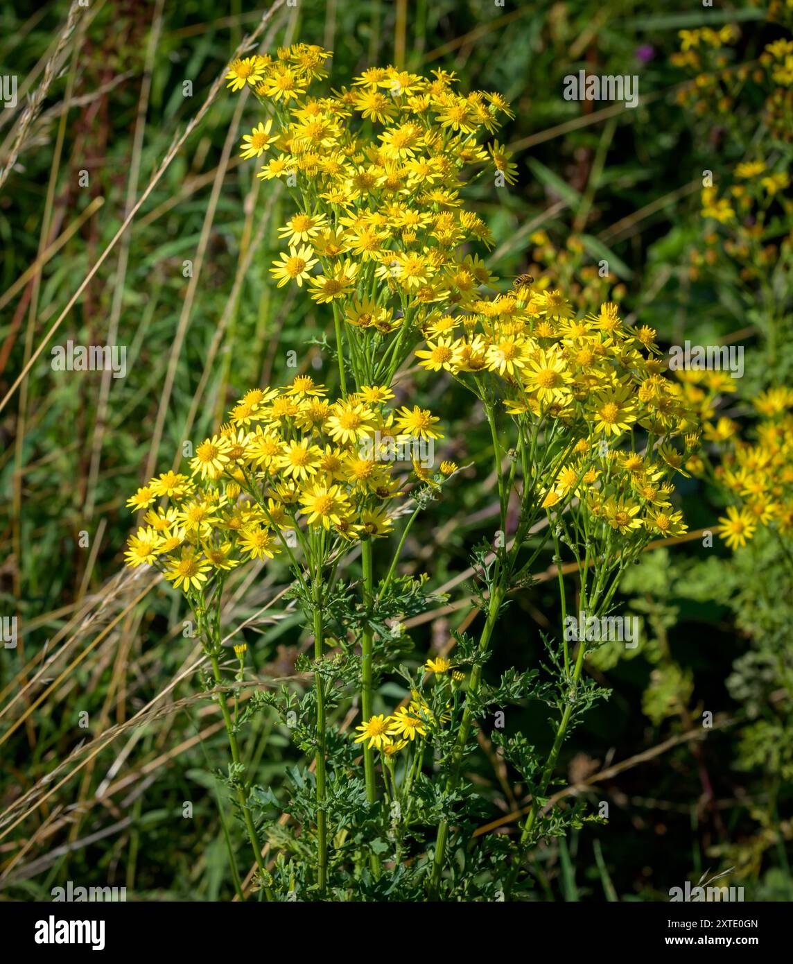 Classic Yellow Flowers Of Common Ragwort Senecio Jacobaea A Plant Classic Yellow Flowers Of Common Ragwort Senecio Jacobaea A Plant