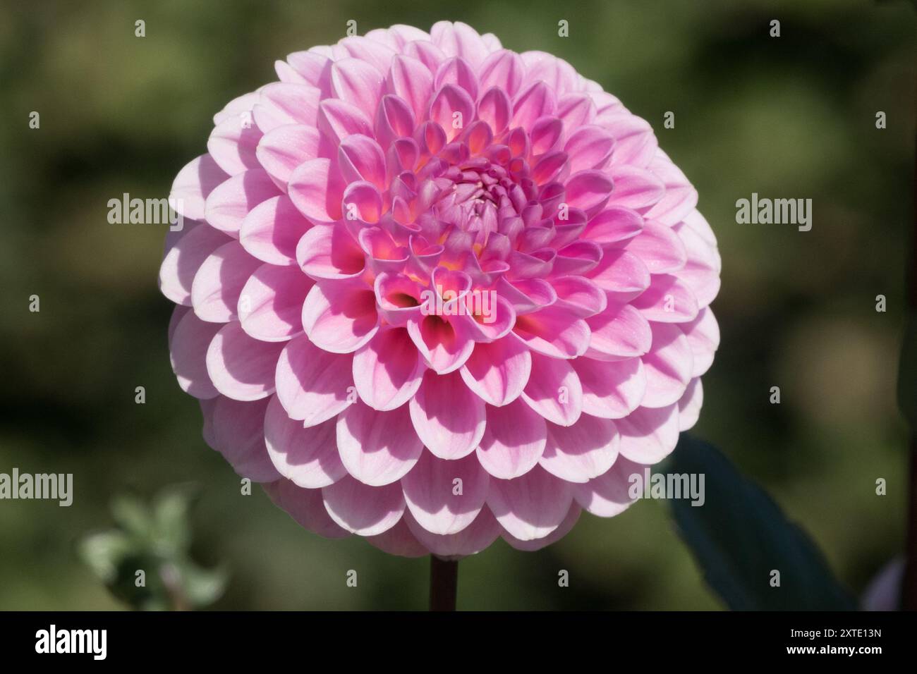 Dahlia 'Wizard of Oz' Dahlia pompon flower Asteraceae Stock Photo