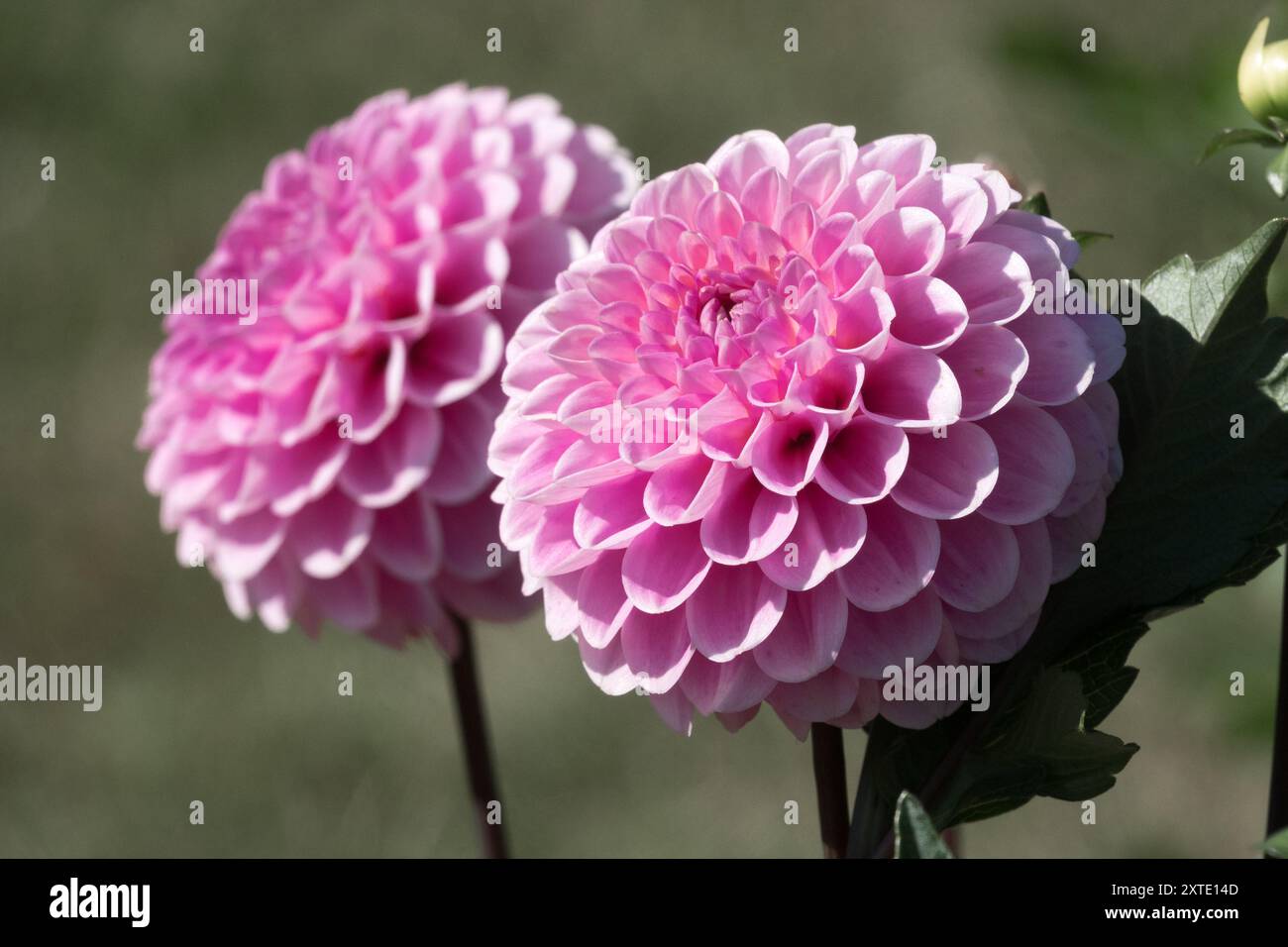 Dahlia 'Wizard of Oz' Dahlia pompon flowers Stock Photo