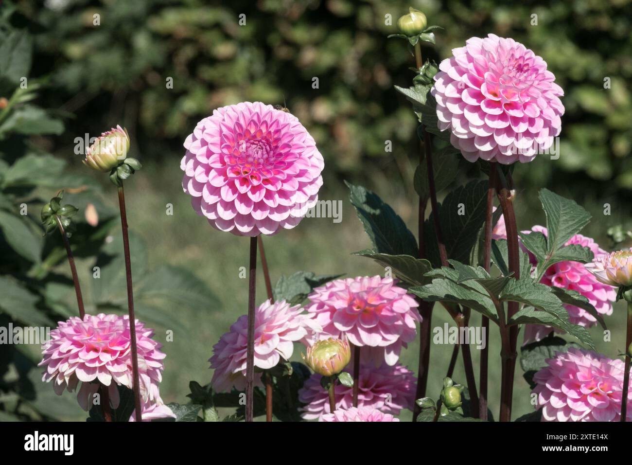 Dahlia 'Wizard of Oz' Dahlia pompon flowerbed Dahlias Stock Photo