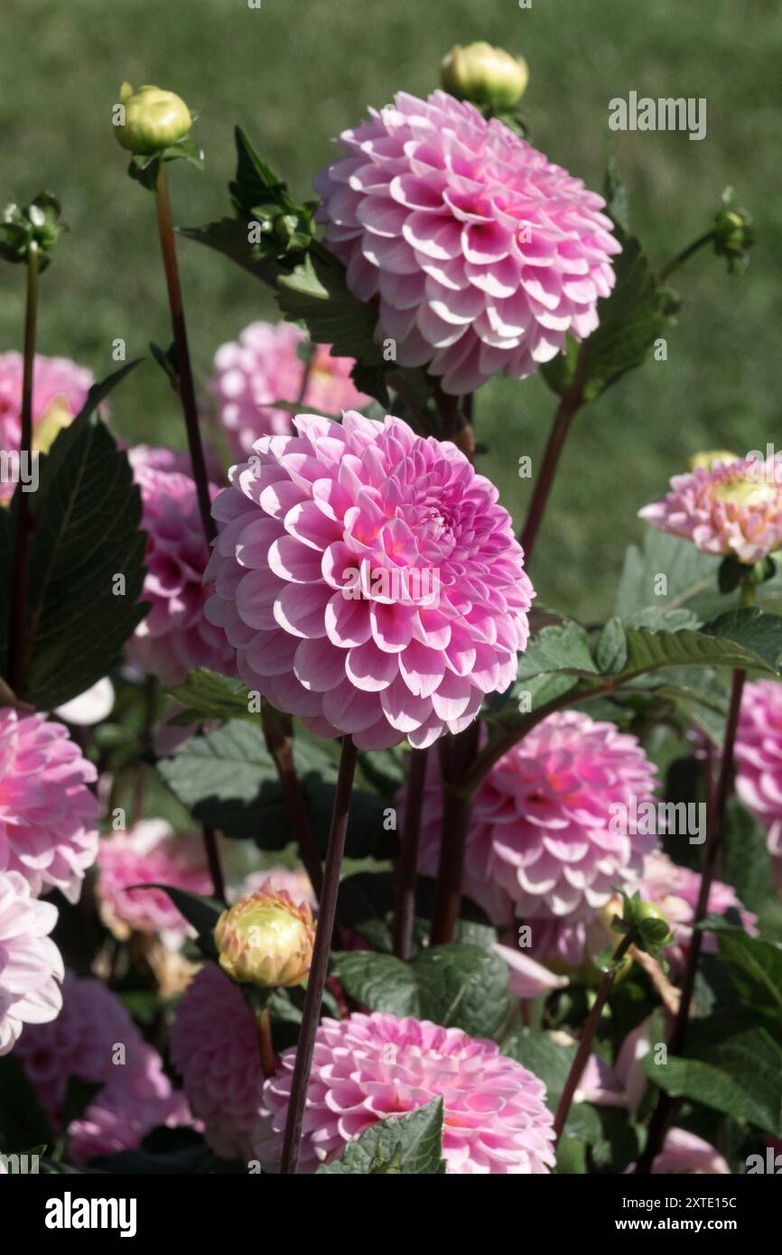 Dahlia 'Wizard of Oz' Dahlia pompon flower bed Dahlias Stock Photo