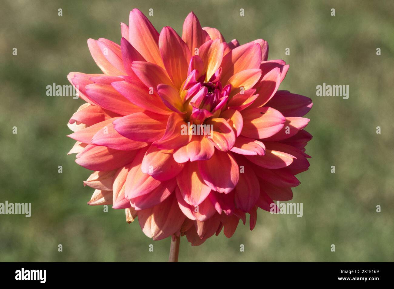 Decorative Dahlia 'Great Silence' Stock Photo