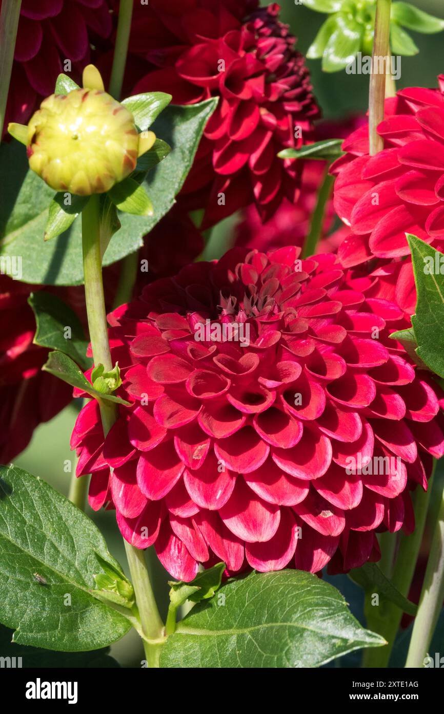 Dahlia Red Fox in garden Stock Photo