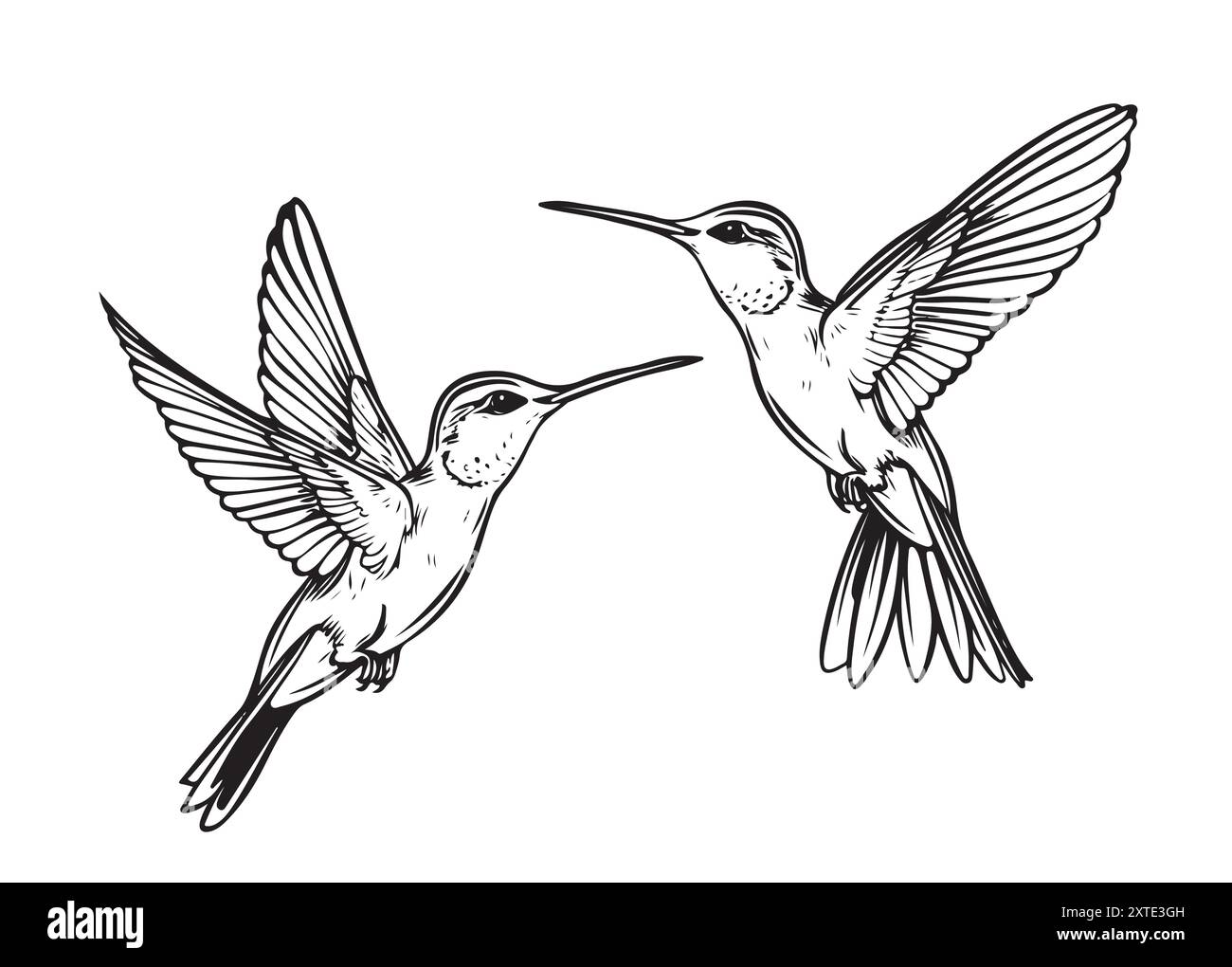 Two flying colibri birds. Hand drawn Vector illustration Stock Vector