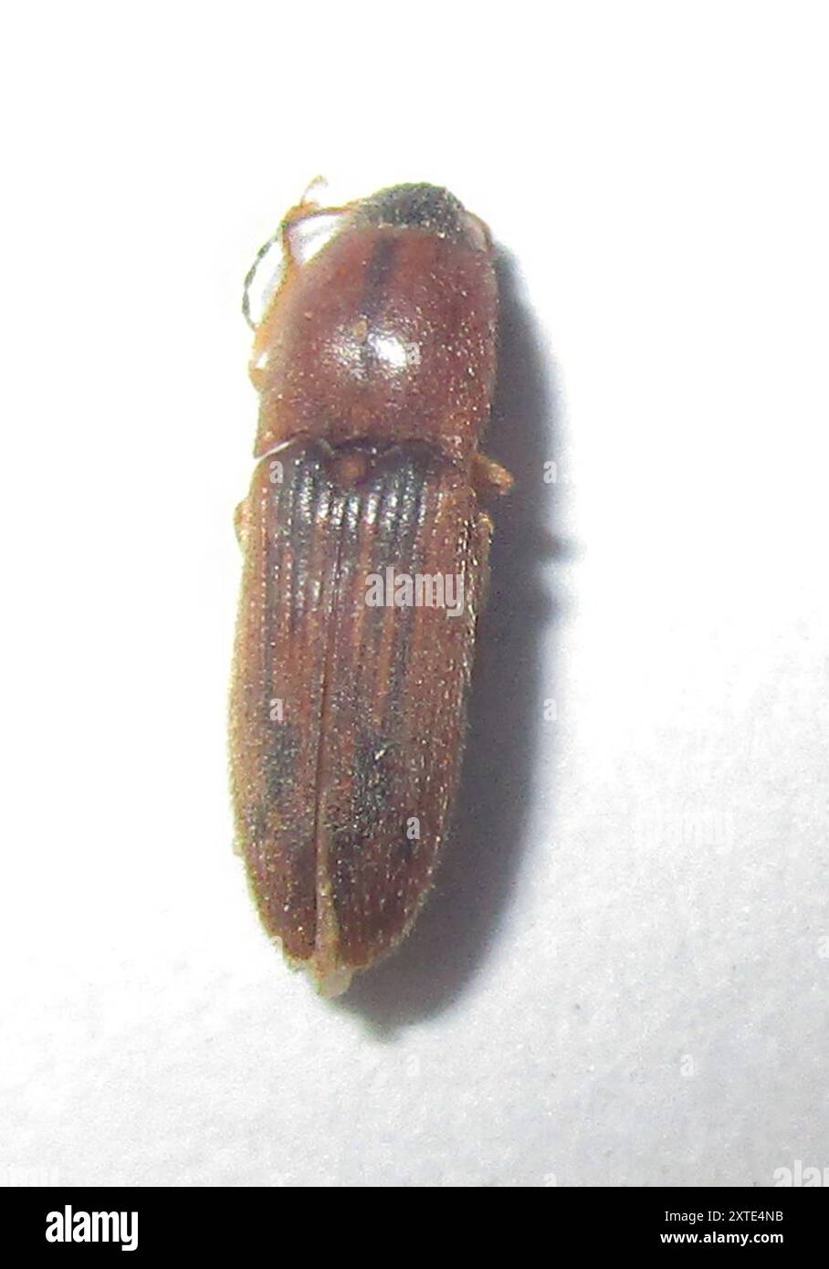 Click Beetles (Elateridae) Insecta Stock Photo - Alamy